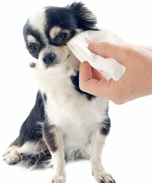 Pet Wipes